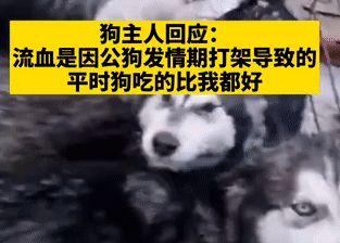 爆料狗狗打架视频播放,一场宠物间的生死较量 第3张 爆料狗狗打架视频播放,一场宠物间的生死较量 第3张