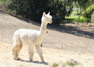 爆料美国羊驼是真的吗视频,美国羊驼视频爆料背后的真实情况
